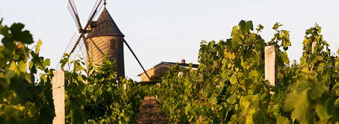 Wijn en spijs combineren: rode beaujolais